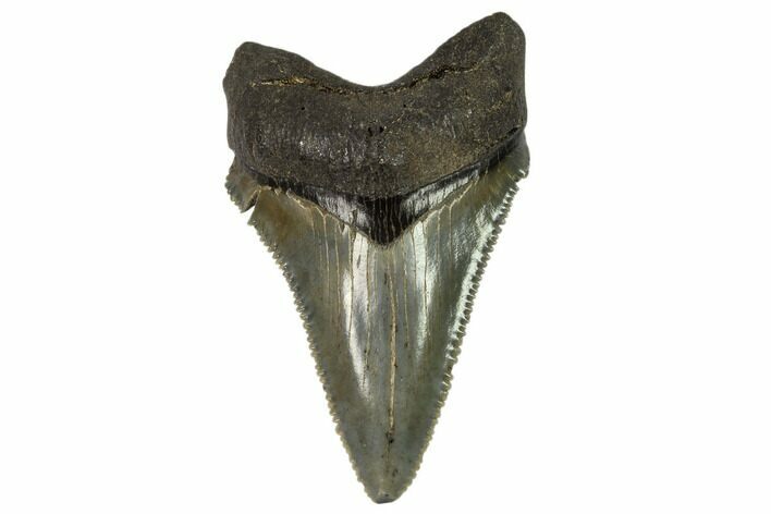 Serrated, Angustidens Tooth - Megalodon Ancestor #115733
